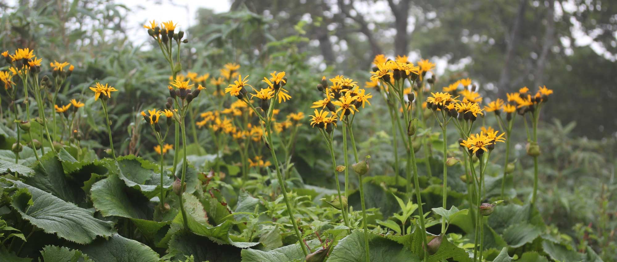 Ligularia (leopard plant) : planting, growing and care