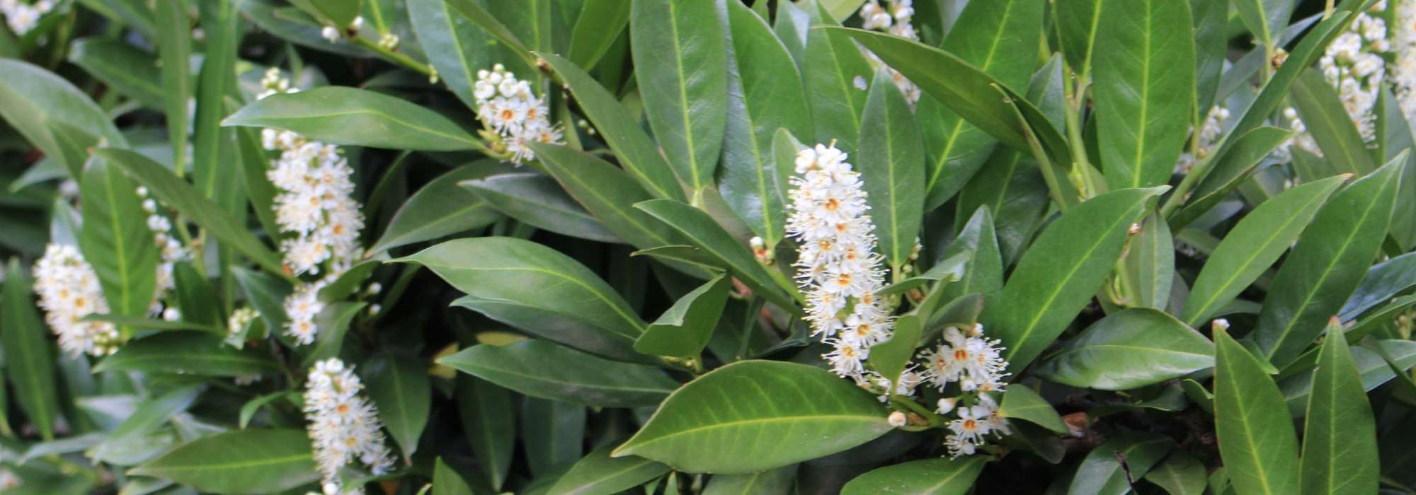 Palmate laurel and Portuguese laurel: planting, pruning and maintaining