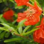 Flowering pomegranate: planting, pruning and maintaining
