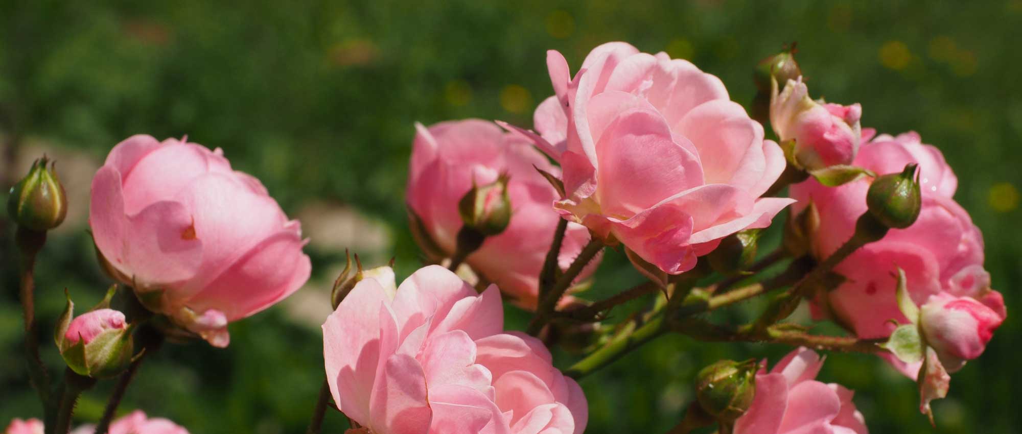 Roses: which variety to choose? Buying guide