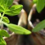 Troc or plant exchange: our tips for organising