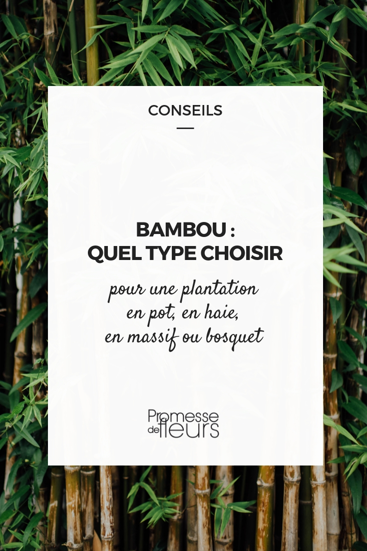 Bamboo: Which Type to Choose?