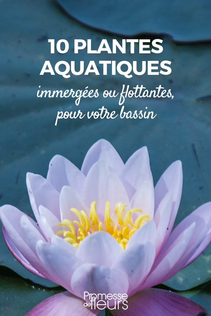 Aquatic Plants for Ponds: 10 Floating Aquatic Plants