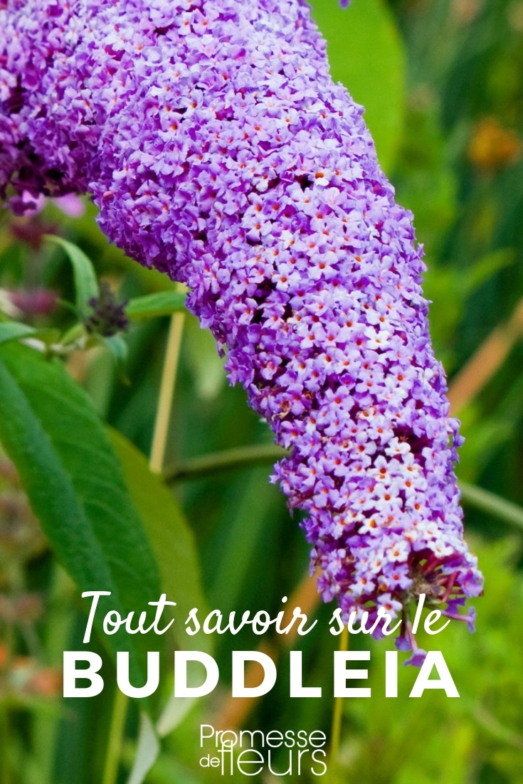 Buddleia, Butterfly Bush