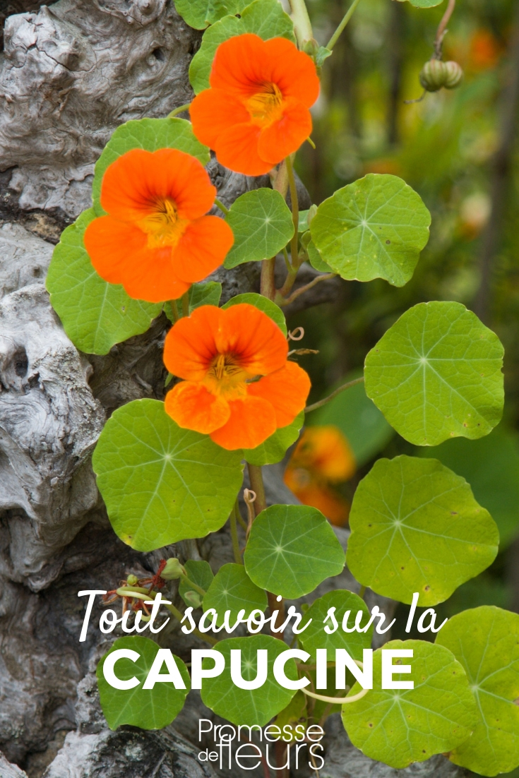 Nasturtium: Sowing, Planting, and Care