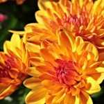 Chrysanthemum : planting, care and pruning