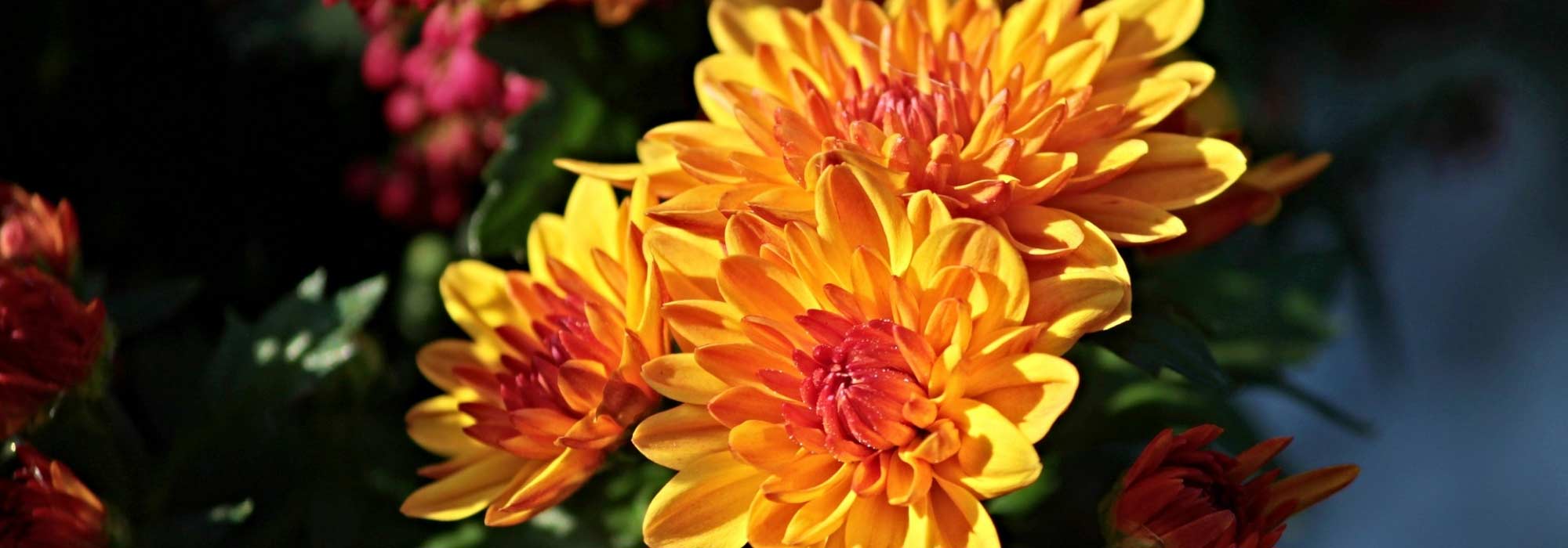 Chrysanthemum : planting, care and pruning