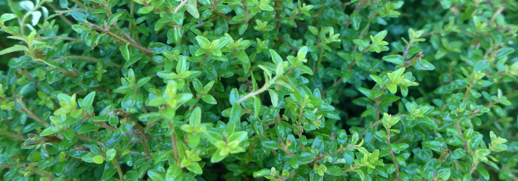 Shrubby honeysuckles, lonicera: planting, pruning and maintaining