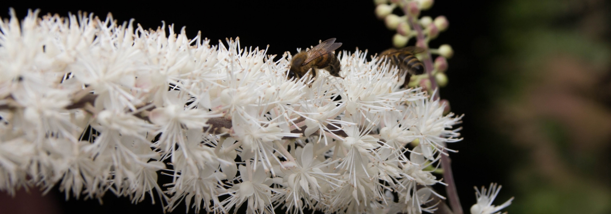 Cimicifuga: planting, growing and caring for