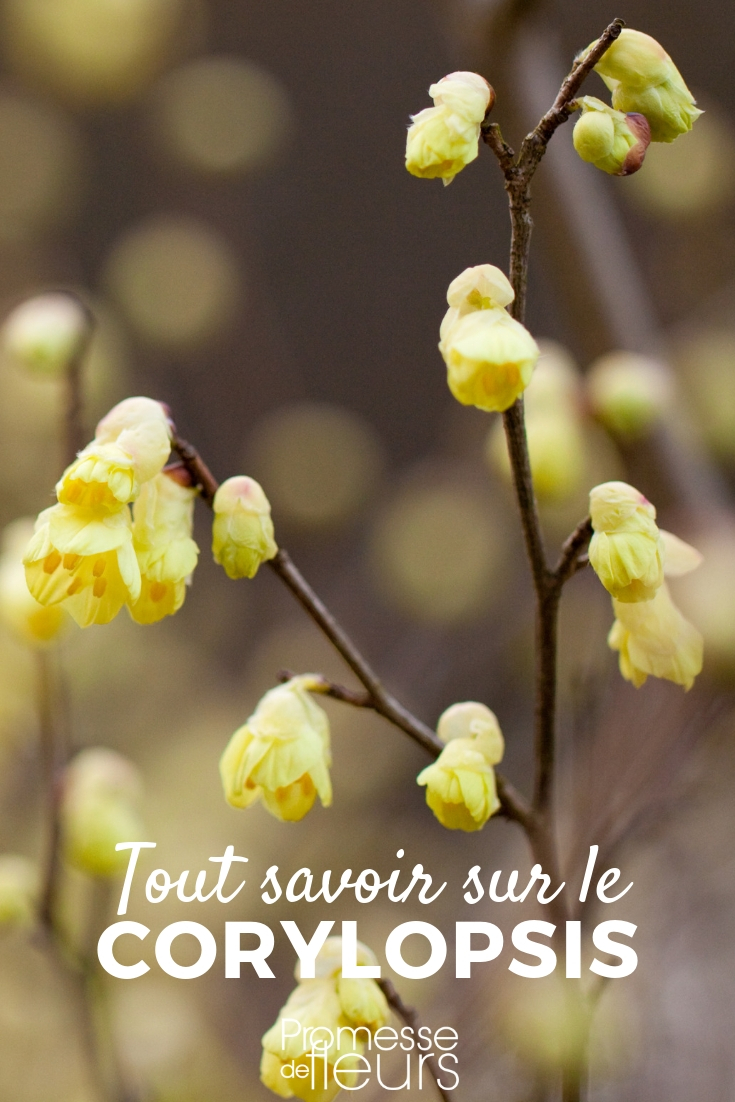 corylopsis, winter hazel