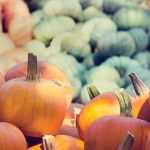 Squashes: sowing, planting, growing, harvesting