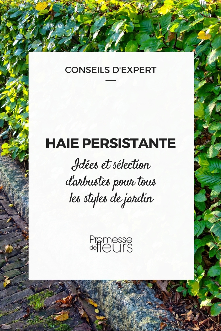 evergreen hedge bushes