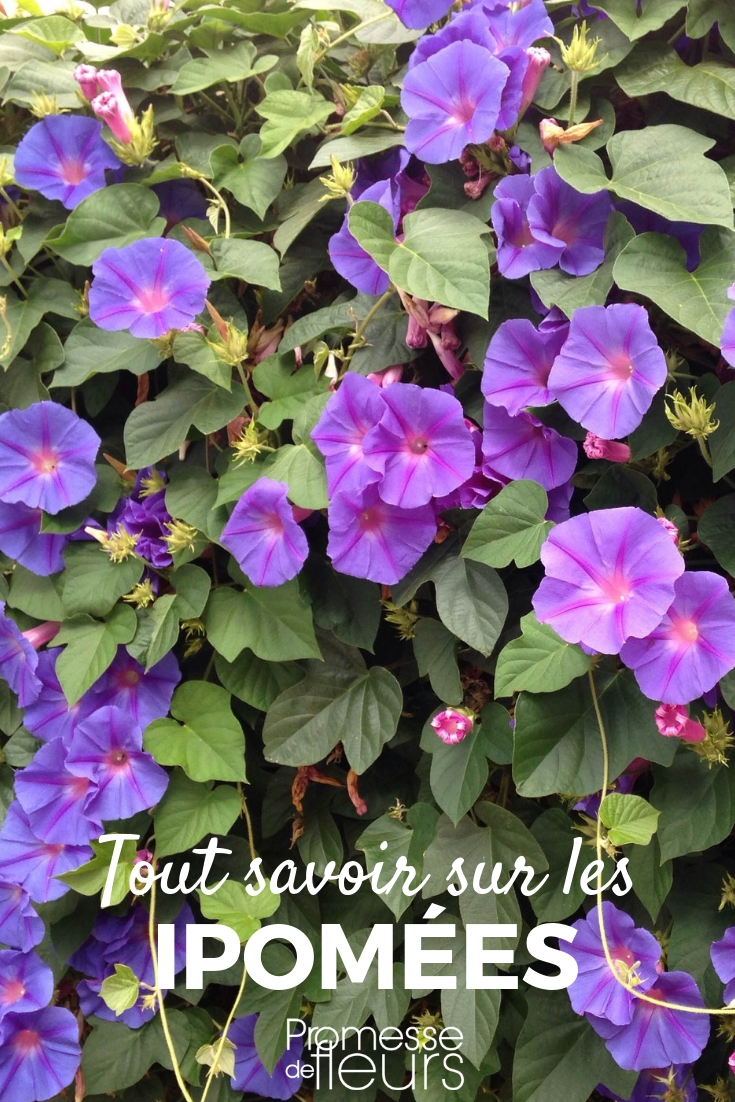 Morning Glories, Ipomoea: Sowing, Planting, Cultivation