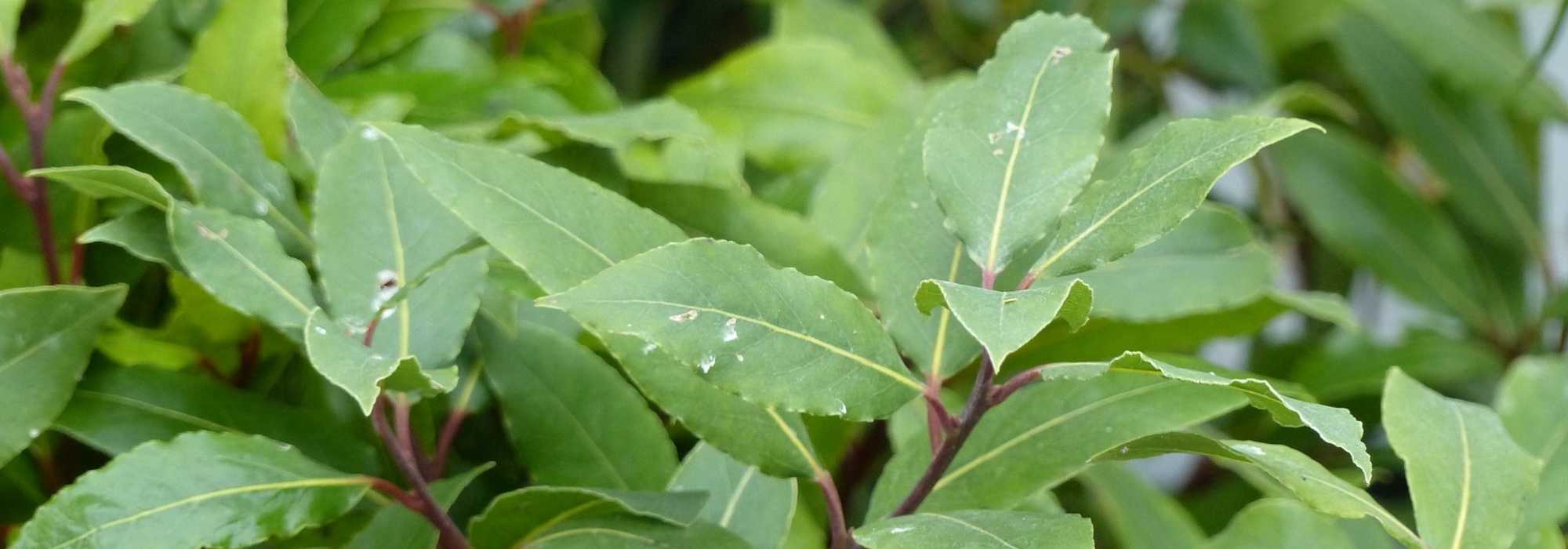 Bay laurel in 10 questions and answers