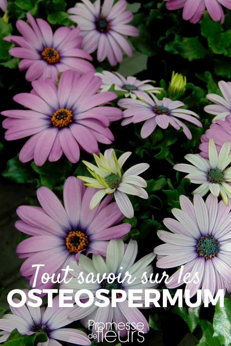 Osteospermum, Cape Daisy - Sowing and Cultivation Advice

Osteospermum, commonly known as the Cape Daisy, is a vibrant and resilient flowering plant that brings a splash of colour to any garden. Here are some expert tips on how to successfully sow and cultivate this beautiful species.

**Sowing Cape Daisies:**
1. **Timing:** The best time for sowing Cape Daisies is in early spring, as soon as the risk of frost has passed. This ensures that the plants have a full growing season to establish themselves.
2. **Soil Preparation:** Cape Daisies thrive in well-drained soil with moderate fertility. Prepare your sowing area by loosening the soil and mixing in some compost to improve drainage and nutrient content.
3. **Sowing Technique:** Sow the seeds shallowly, about 2-3 mm deep, and cover lightly with soil. Space the seeds approximately 20-30 cm apart to allow ample room for growth.
4. **Watering:** After sowing, gently water the area, ensuring the soil is moist but not waterlogged. Keep the soil consistently moist until germination occurs.

**Cultivating Cape Daisies:**
1. **Sunlight:** These plants prefer a sunny location but can tolerate partial shade. However, more sun leads to better blooms.
2. **Watering:** Water regularly, especially during dry spells, to keep the soil moist. However, be careful not to overwater as Cape Daisies do not like soggy conditions.
3. **Feeding:** Apply a balanced liquid fertilizer every four to six weeks during the growing season to support robust growth and abundant flowering.
4. **Pruning:** Deadhead spent flowers regularly to encourage new blooms and extend the flowering period. In late autumn, cut back the plants to help them conserve energy over the winter.

By following these guidelines, your Osteospermum plants should thrive and bring beauty to your garden throughout the growing season. Enjoy the delightful display of Cape Daisies!