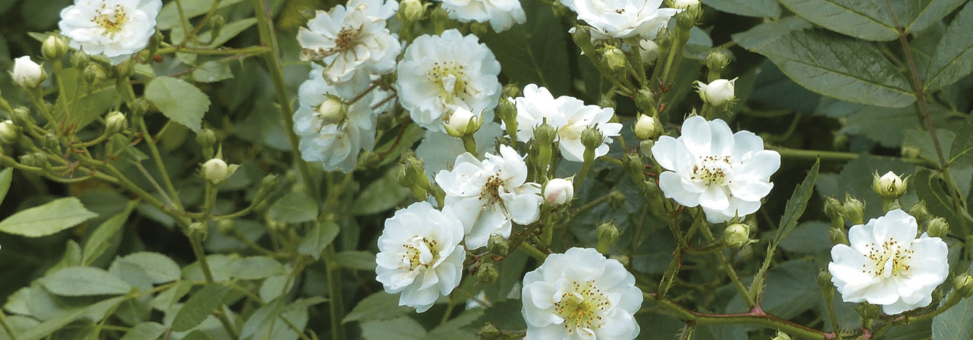 ADR hardy roses, hardy and disease-resistant