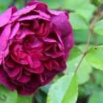 Old shrub roses: the essentials
