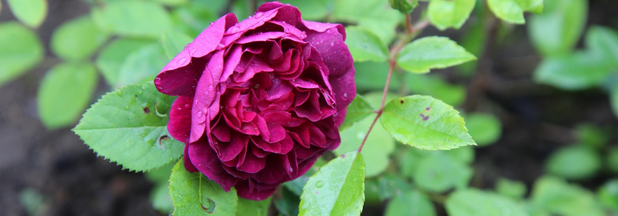 Old shrub roses: the essentials