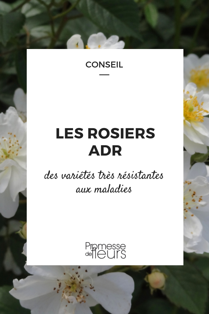 ADR-labelled rose