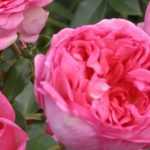 Roses: the most fragrant