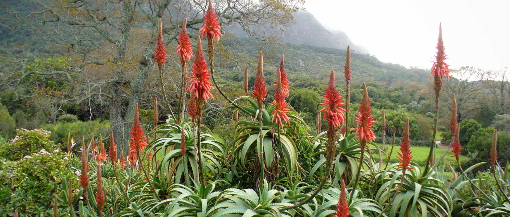 Aloes: planting, growing and care