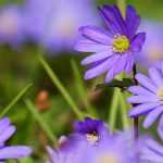 Spring anemones: planting, growing, care and use