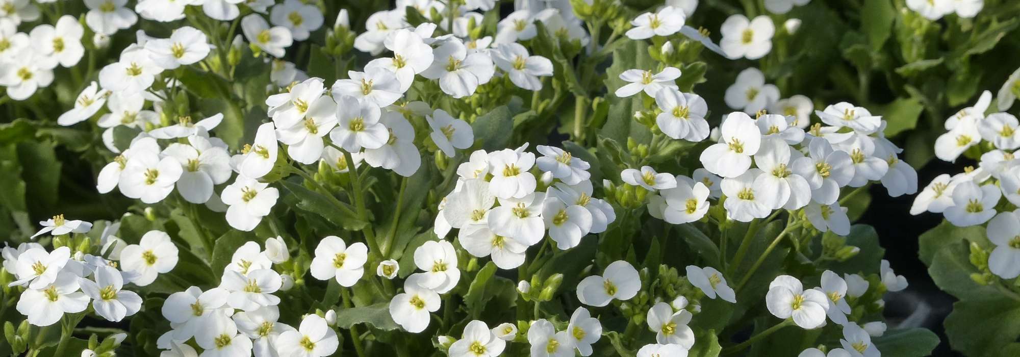 Arabis, Caucasian rockcress: planting and care