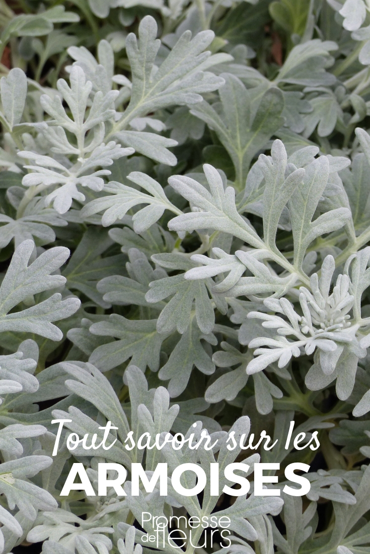 Mugwort, Artemisia: Planting, Care