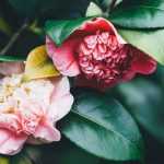 Camellias: planting, pruning and care