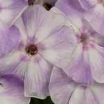 Lifespan of perennial plants