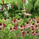 Care of perennial plants