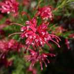 Grevillea: planting, pruning and care