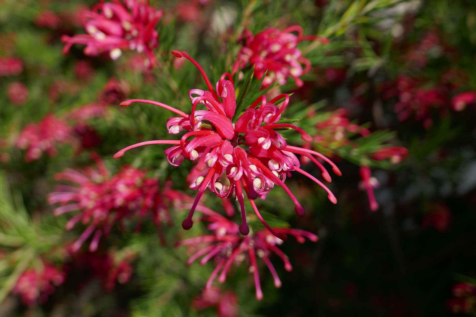 Grevillea: planting, pruning and care