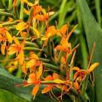 Hedychium : how to plant, to grow and care for