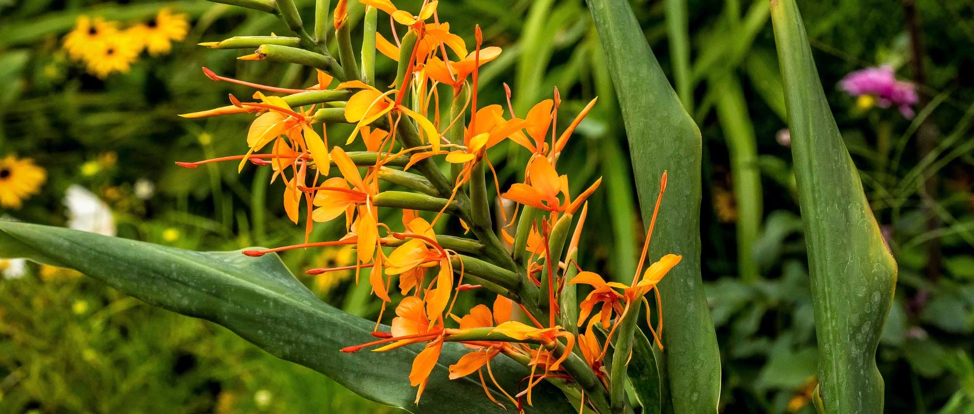 Hedychium : how to plant, to grow and care for