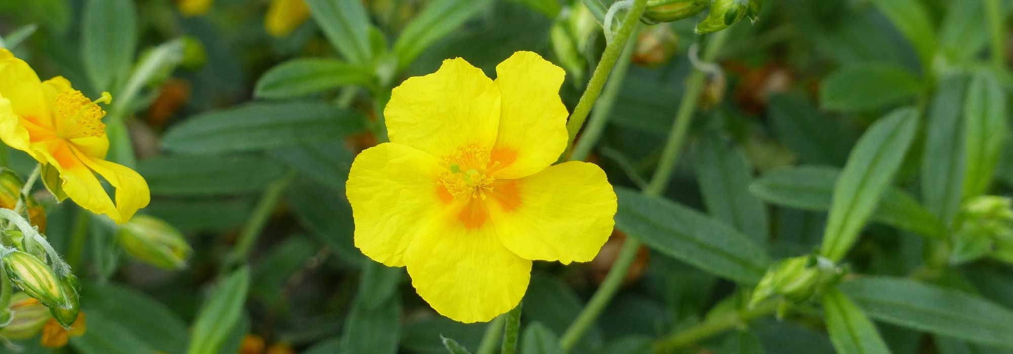 Helianthemum: planting, growing tips