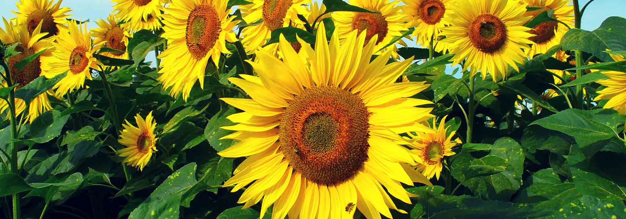 Sunflower: sowing, planting, care