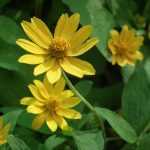 Perennial Helianthus, sunflower: planting, growing and care