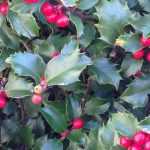 Holly: planting, pruning and care