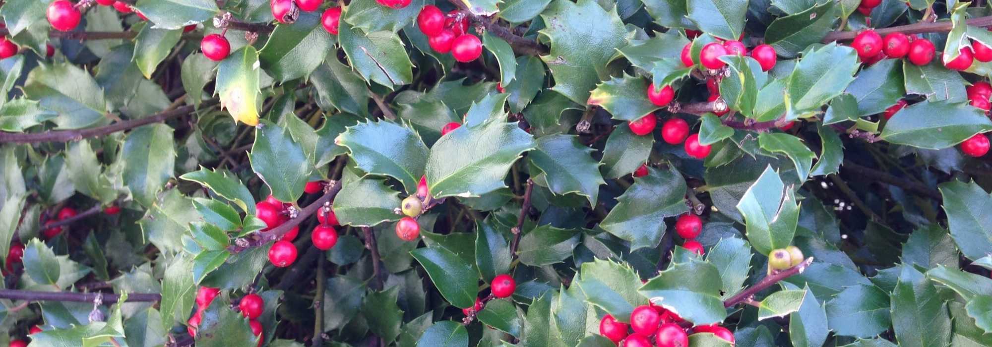 Holly: planting, pruning and care