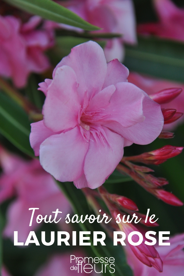 Oleander, Nerium oleander: Planting, Pruning, Caring