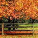 Planting trees and bushes: what does the law say? 8 questions and answers