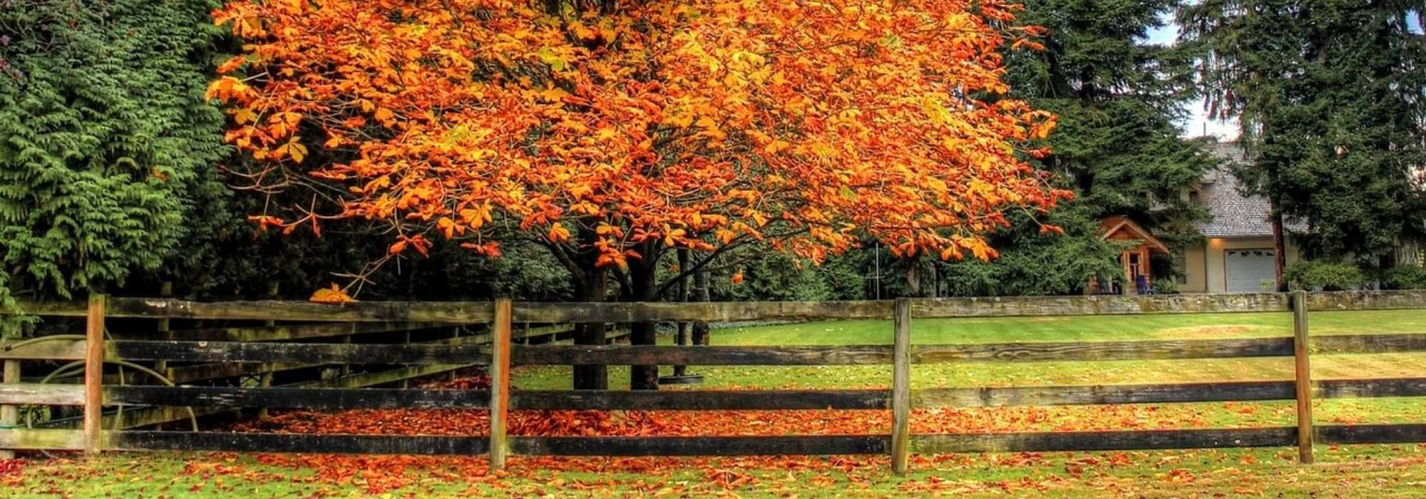 Planting trees and bushes: what does the law say? 8 questions and answers