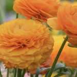 Florist's ranunculus: planting, cultivation, care and use