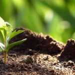 Succeeding in sowing perennial plants