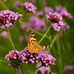 Verbena: planting, pruning and care