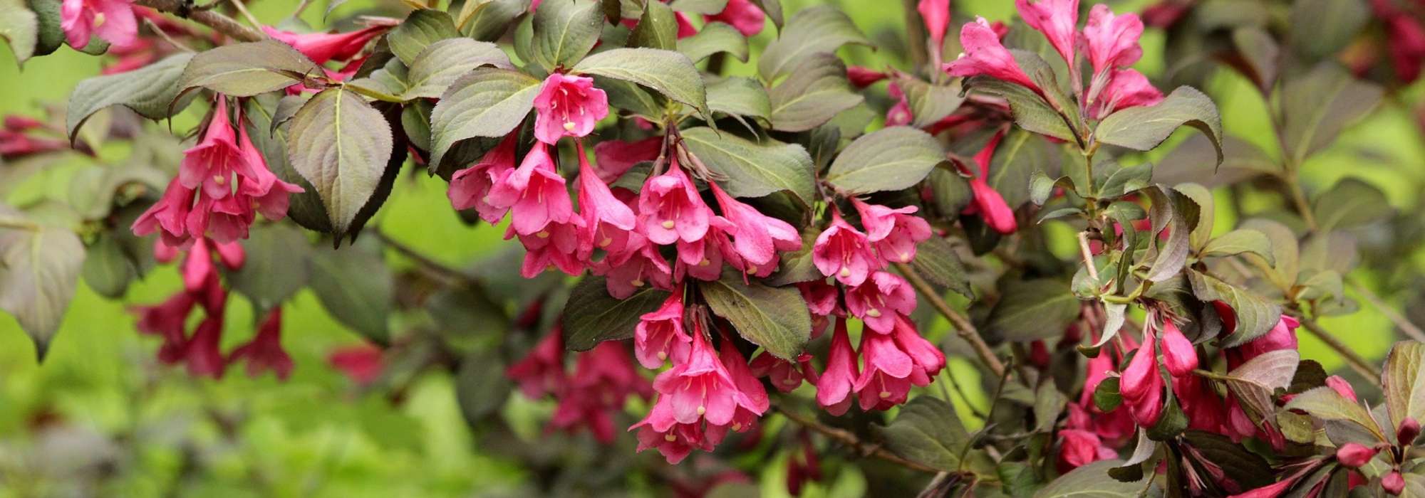 Weigelia: planting, growing, pruning