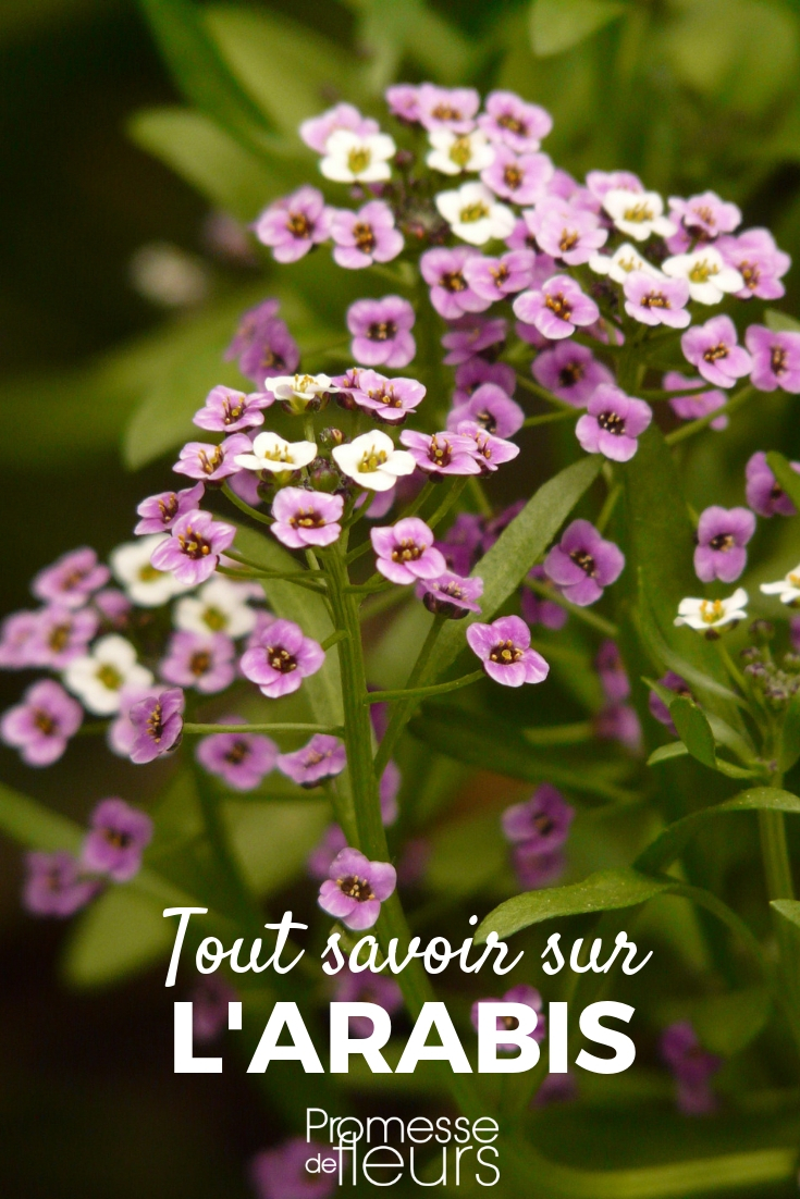 Arabis, Rock Cress: Planting, Growing, and Maintaining