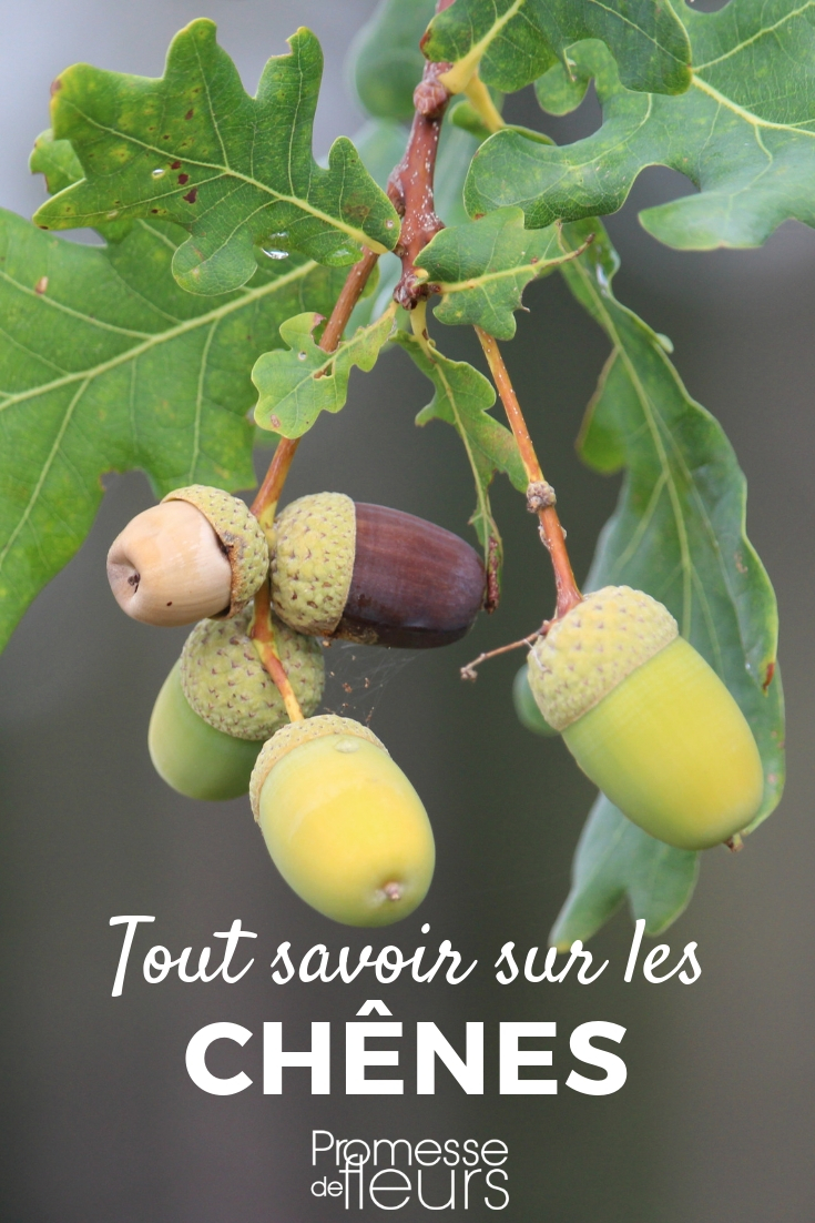 Oak, Quercus: Planting, Pruning, Maintaining