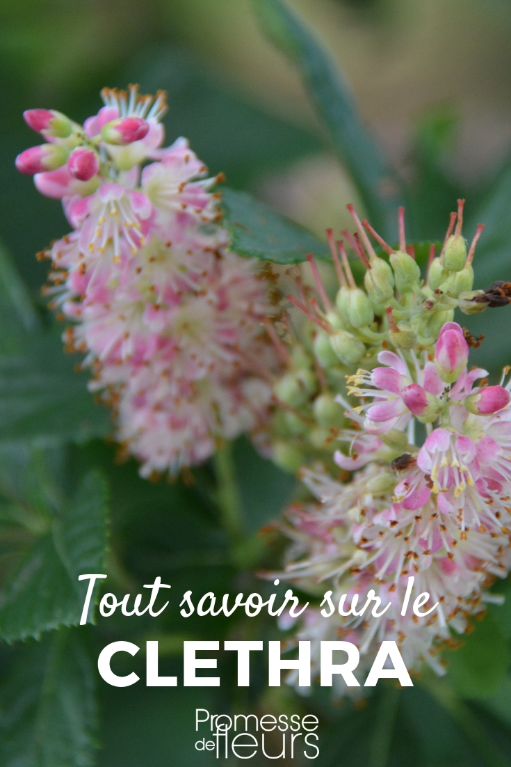 Clethra: Planting, Pruning, and Maintenance